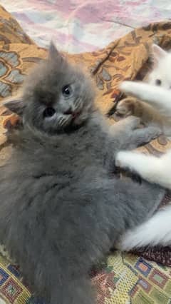 percian kitten