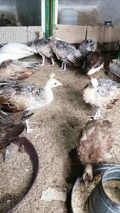 Peacock / Peacock Chicks / /peacocks eggs for sale