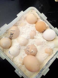 ASEEL EGG FOR SALE