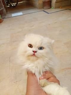 assalamualaikum Persian cat for sell number 03063645319