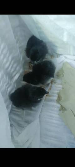 Black austorlorp heritage chicks 2 days old