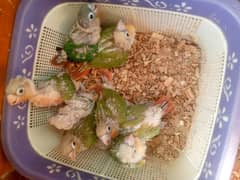 Pineapple Conure Chicks