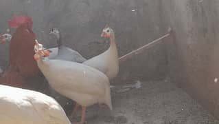 Guinea fowl | Chakor