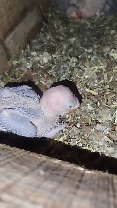 Raw mother feed chicks for sale