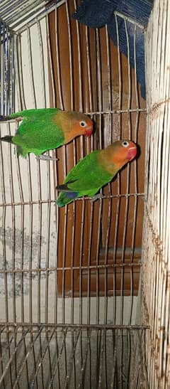 love birds 2 pairs