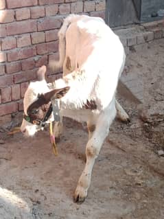 desi cow female for sale / desi bachra / milking cow