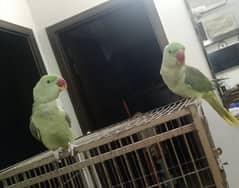 Kashmiri Raw Parrot Pair