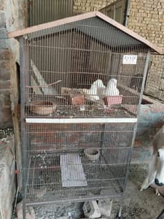 big and strong cage and pigeon pair