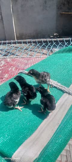 Sindhi Lakha ka Black chicks for sale