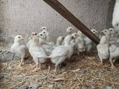 Heera chicks