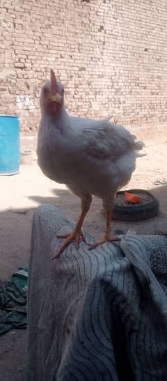 2 month chicks available 36