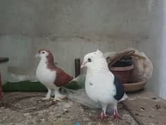 pigeons family for sale