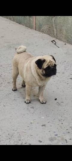 pug female breeder