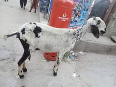 bakri