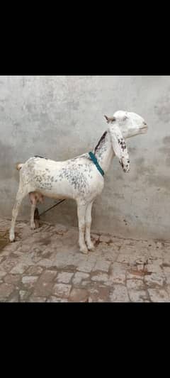 Bakri