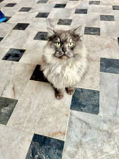 triple Coated Persian cat for sale