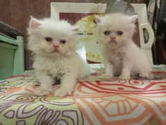 2 FEMALE KITTENS /FULL PLAY fULL/ HEALTHY/PRICE /10000 each/