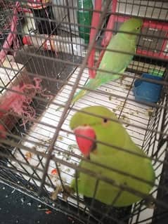 22000 green parrots pair for sale 03115480597