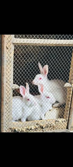 pure white rabbits with red eyes