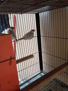 silver java  finches for sale