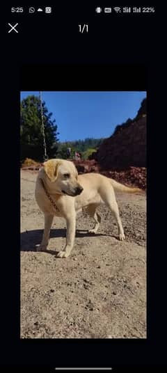 Labrador confirm breeder female