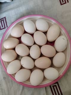 Desi hens Eggs