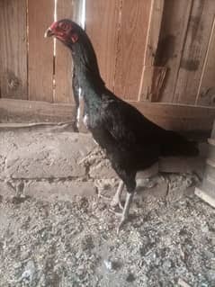 Black O shamo Hen Good Quality Active& Healthy