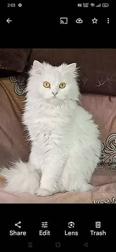 Persian cat female