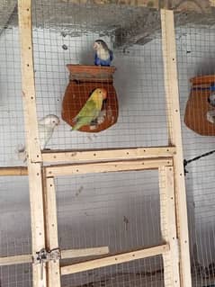 Love Birds parrots Complete Setup with Chicks and eggs