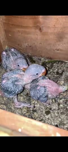 raw parrot chick for sale location khurrianwala