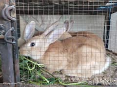 New Zealand rabbit