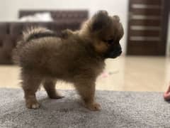 pomeranian male puppy