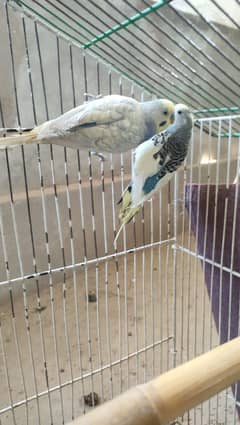 Budgies parrots Cobalt male and one female pair available