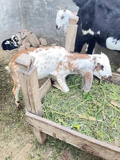 2 pairs male pure bakry betal cross