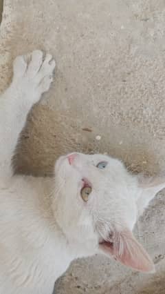 Double shade eyes white male cat