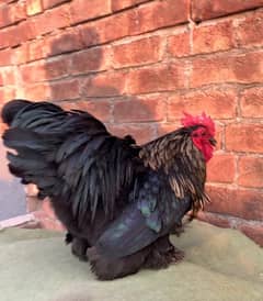 black bantam 7 months age