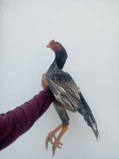 Pure aseel Sindhi khandarree cross urgent sale only interested dealer