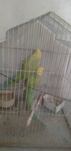 green and yellow ringneck pair good condition