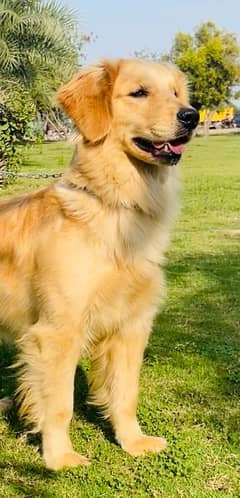 KCP Pedigreed Golden Retriever Female