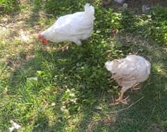 hens for sale. Egg laying