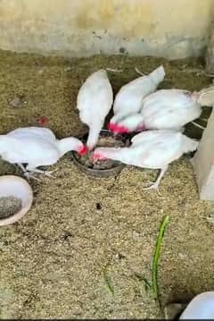 white hera, black mushka, Blu heavy,white heavy chicks or eggs for sal