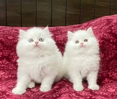 Persian kittens triple coat pair for sale contact whatsap 03174833868