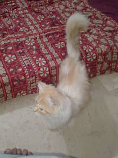 Persian Cat