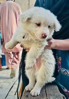 Pure Russian Male Long Coated Pink Nose