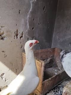 hen aur bird / white danish pair argent sale