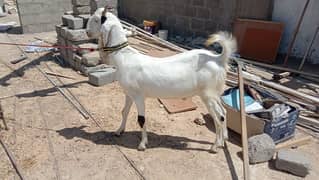 Gulabi Goat