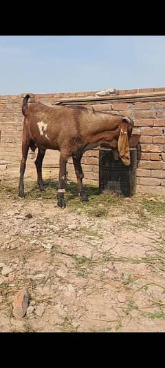 nagra/betal / bakra