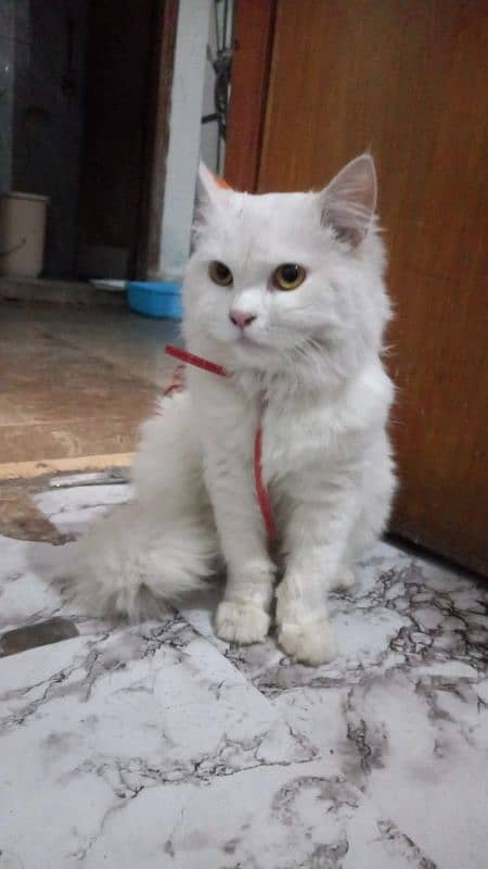 Persion Female tripple coated fur Cat for Sale 0