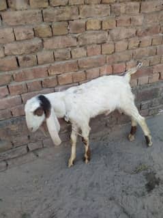 Bakra for sale