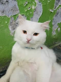 Persian White Cat For Sale